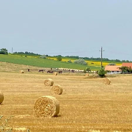 Vinea Etyek